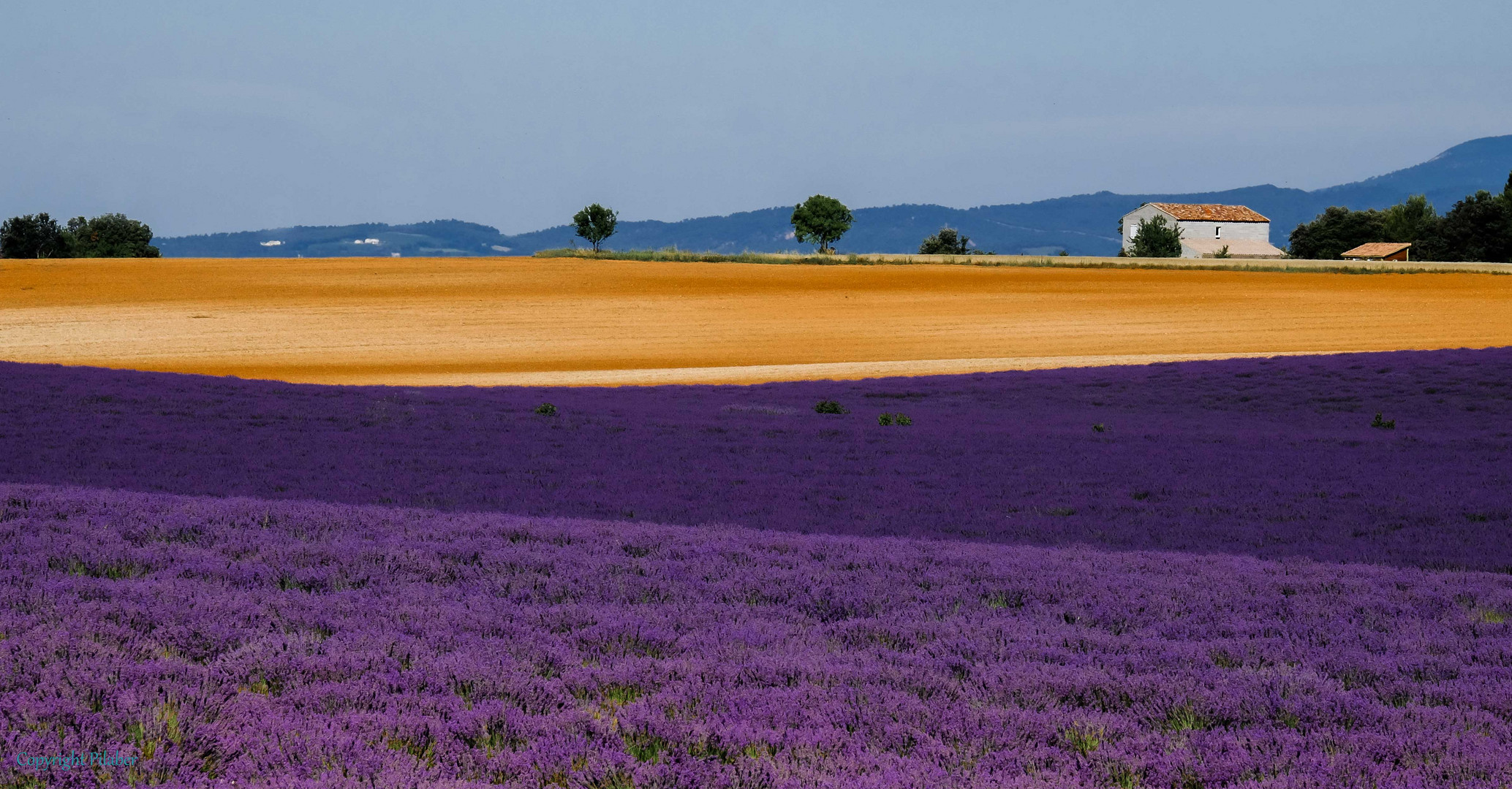 Valensole 2014 (9)