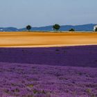 Valensole 2014 (9)