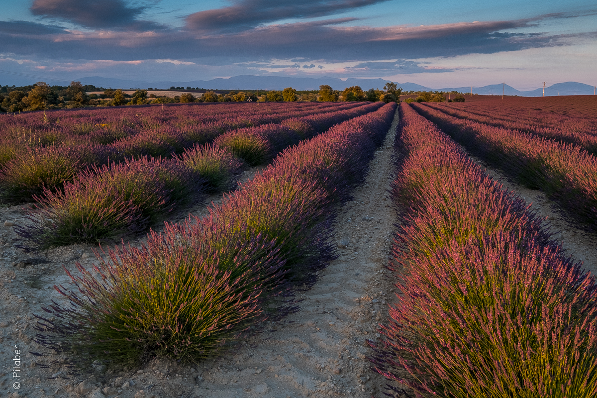 Valensole 2016 (2)