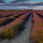 Valensole 2016 (2)