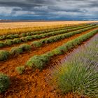 Valensole 2016 (3)