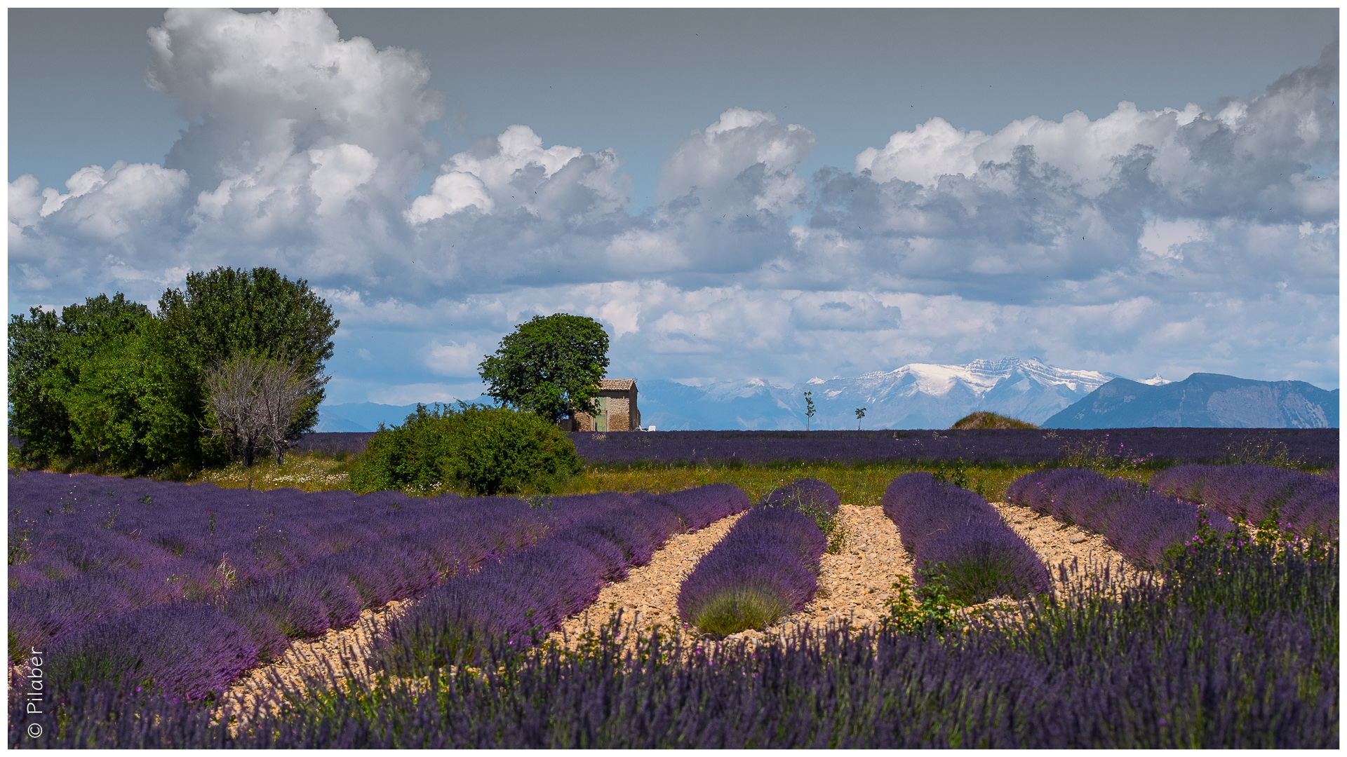 Valensole 2016 (4)