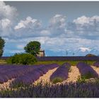 Valensole 2016 (4)