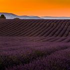 Valensole 2016