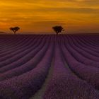 Valensole 2016