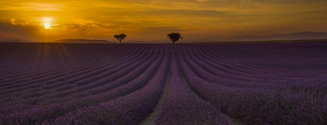 Valensole 2016