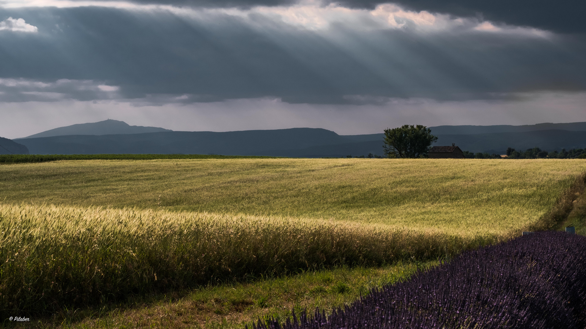 Valensole 2018