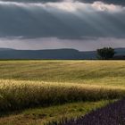 Valensole 2018