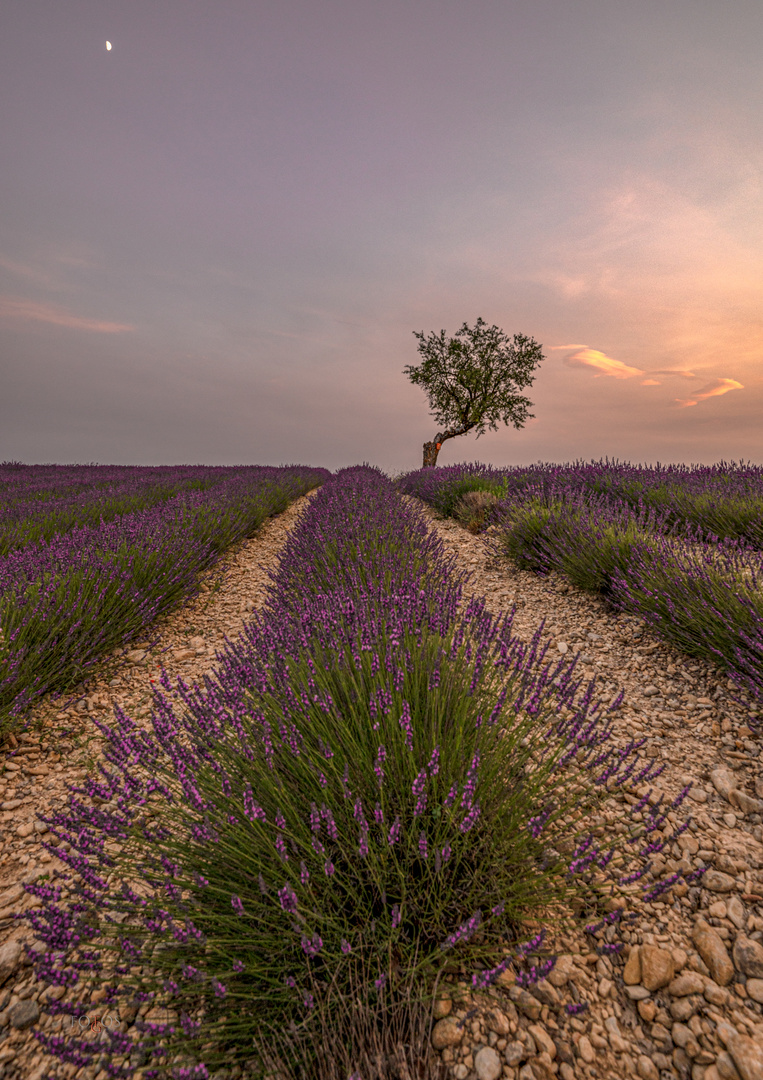 Valensole 