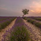 Valensole 