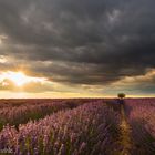 ** Valensole ** 