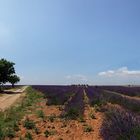 Valensole