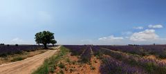 Valensole