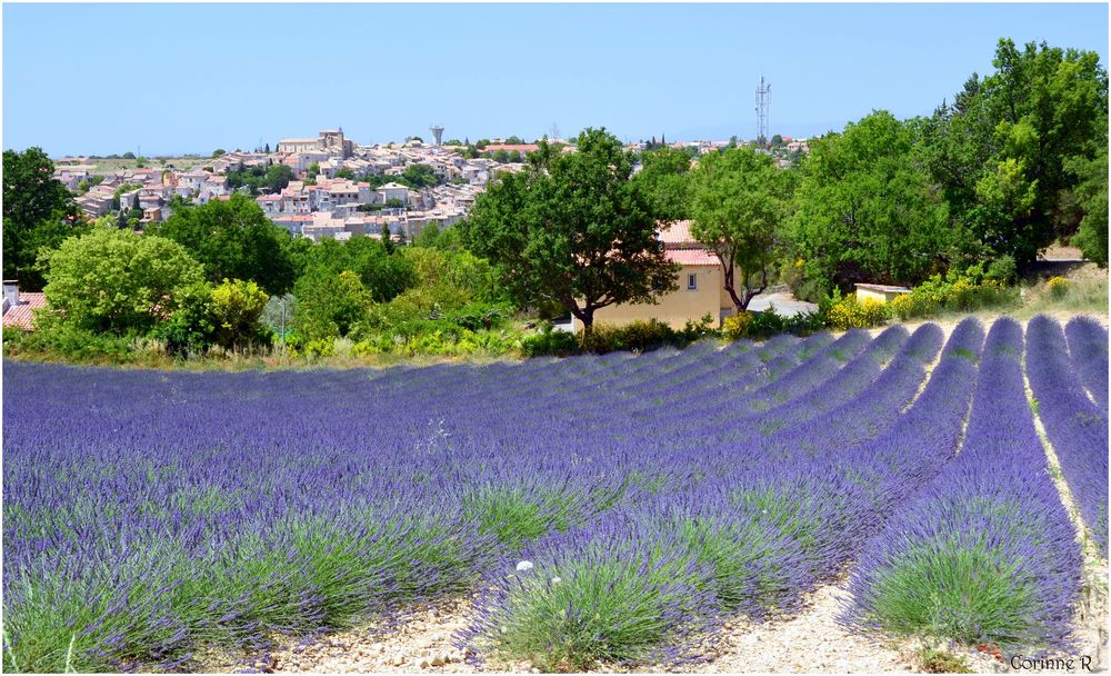 Valensole photo et image nature, fleurs, provence Images