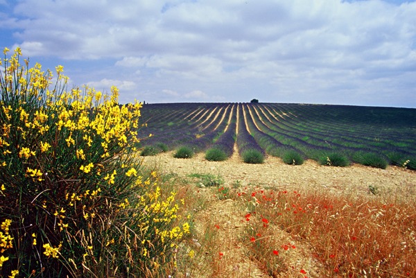 Valensole