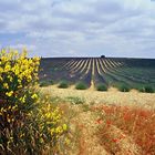 Valensole