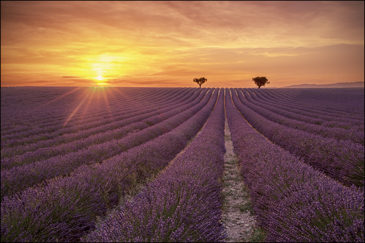 Valensole 