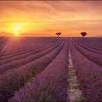 Valensole 