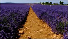 Valensole