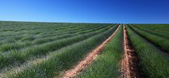 Valensole