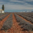 Valensole entre terre et ciel.