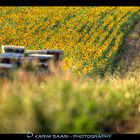 Valensole, été 2014