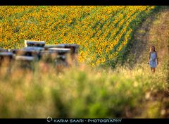 Valensole, été 2014