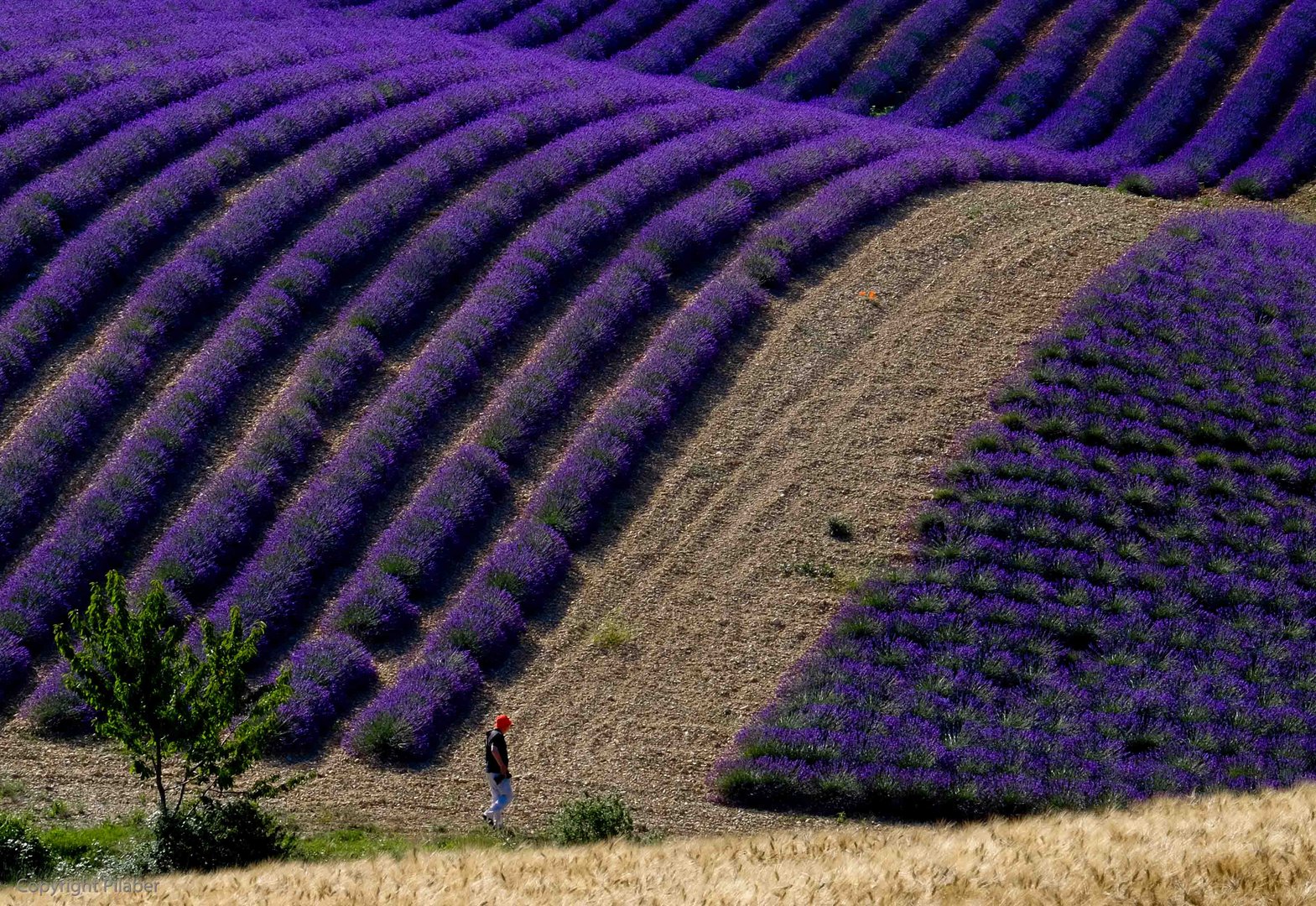 Valensole (F) 2014