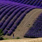 Valensole (F) 2014