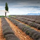 Valensole im Frühjahr