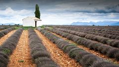 Valensole im Frühjahr