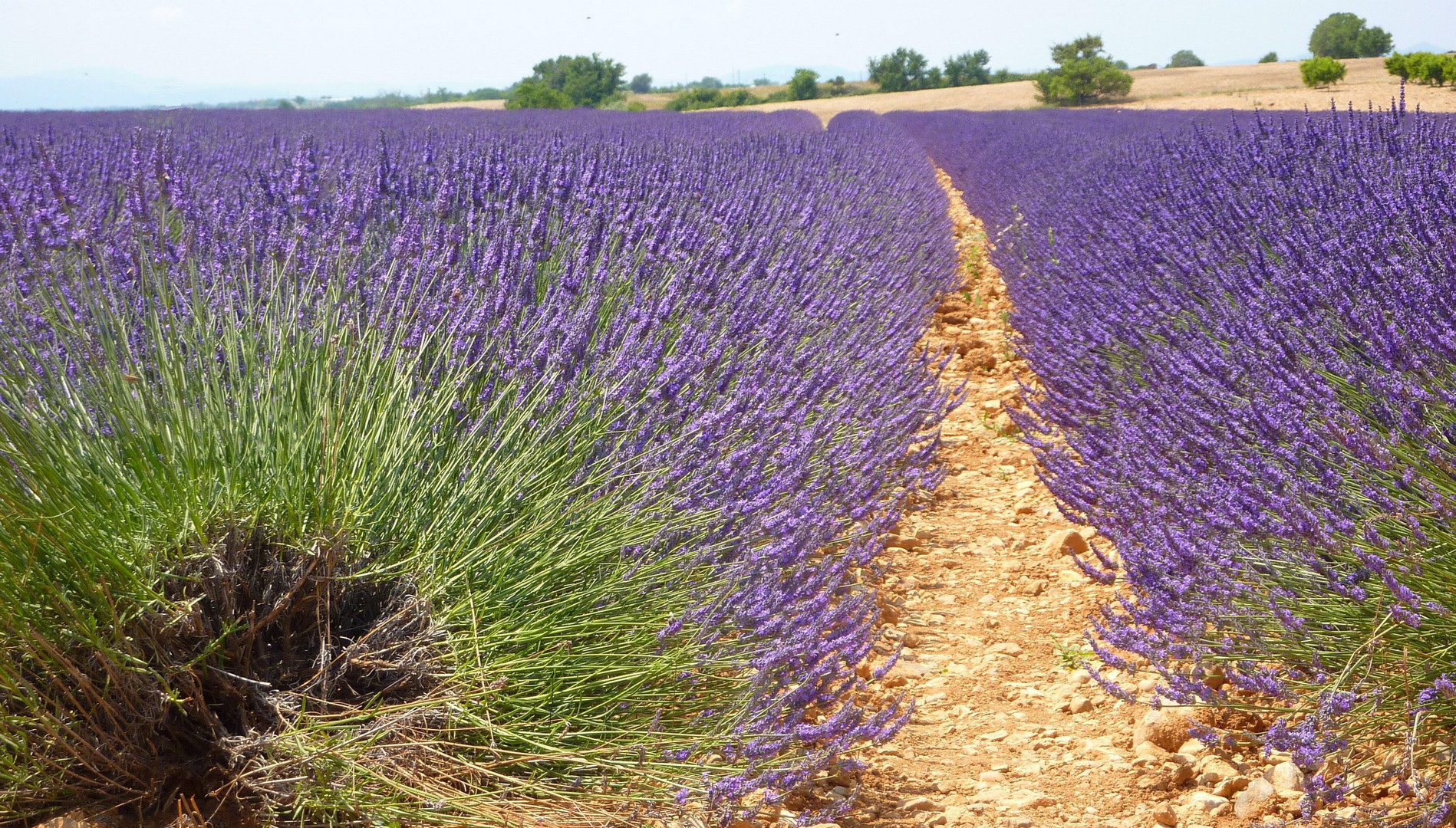 Valensole in der Provence