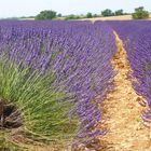 Valensole in der Provence