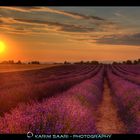 Valensole - Lavender Fields - Provence