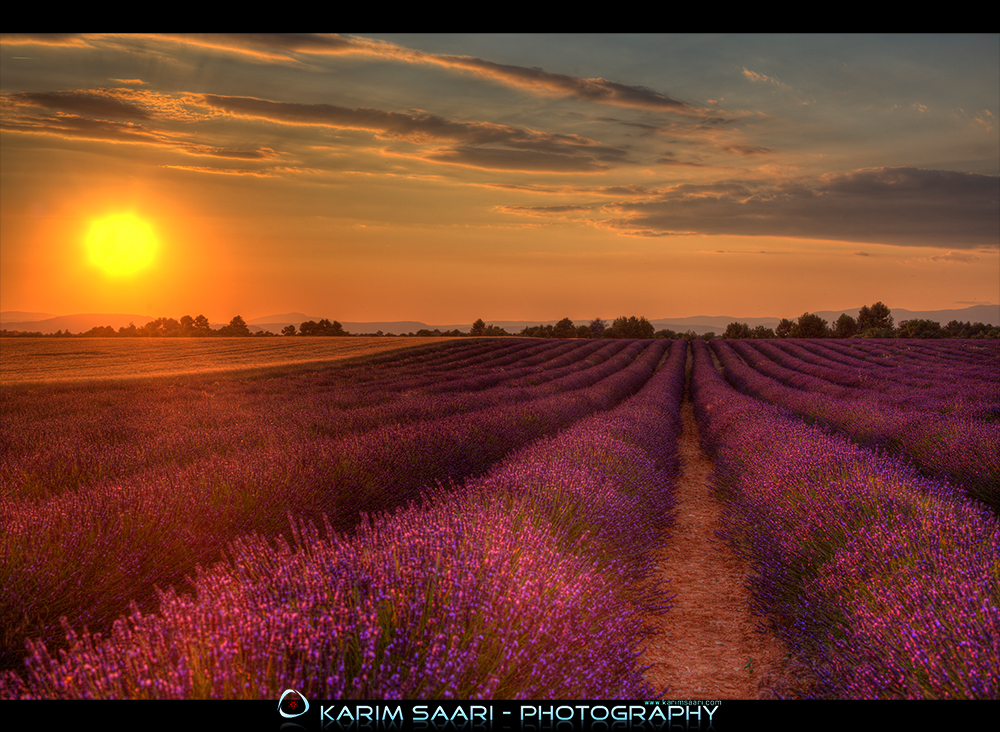 Valensole - Lavender Fields - Provence