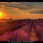 Valensole - Lavender Fields - Provence