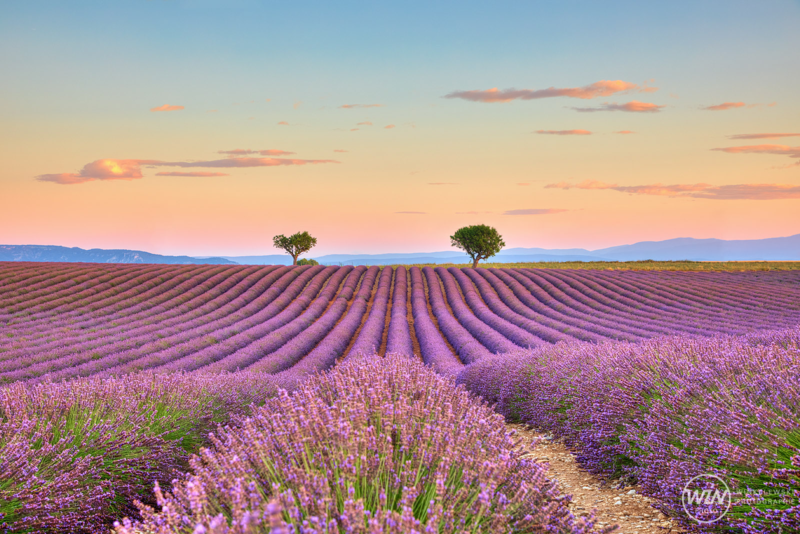 Valensole @ Morning