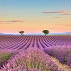 Valensole @ Morning