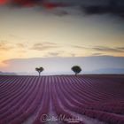 Valensole Sunset