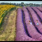 Valensole, un été 2014