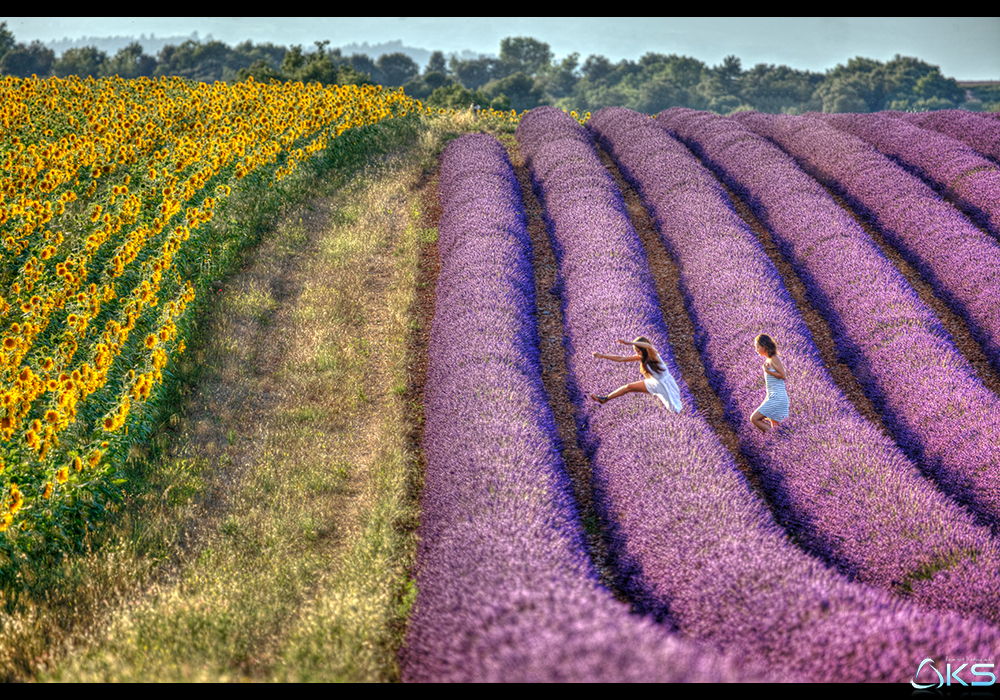 Valensole, un été 2014