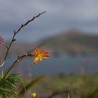 Valentia Island