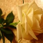 (Valentins-) Rose