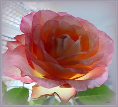 Valentins-Rose ...