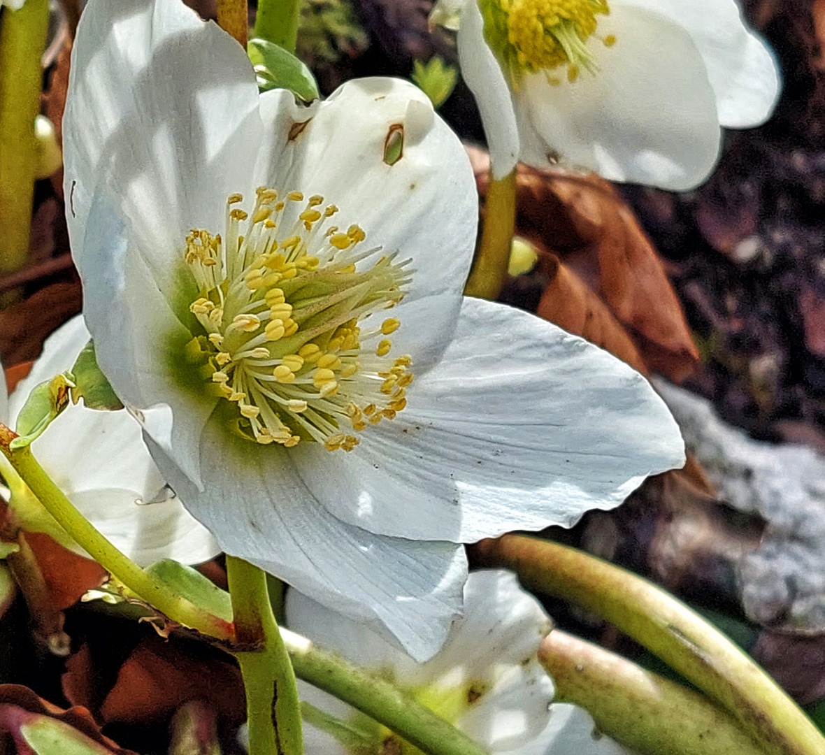 Valentinsblümchen