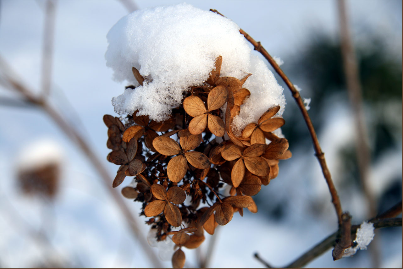 Valentinstag 2010 im Schnee