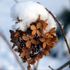 Valentinstag 2010 im Schnee