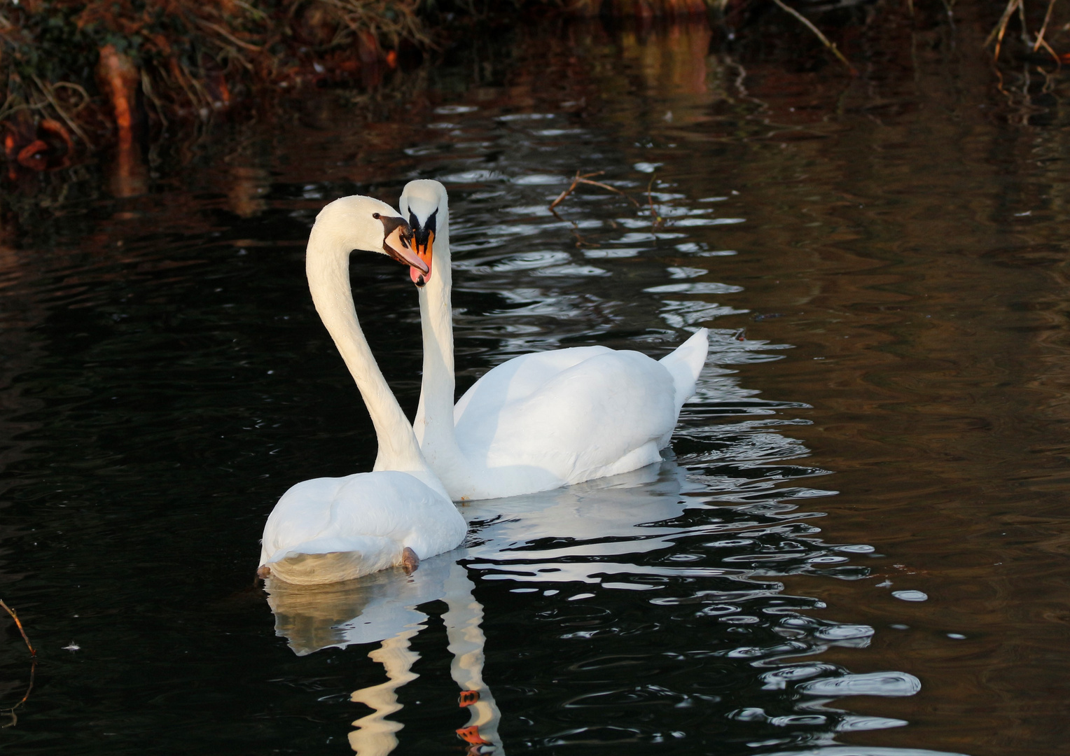 Valentinstag am Weiher immer noch verliebt