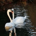 Valentinstag am Weiher immer noch verliebt