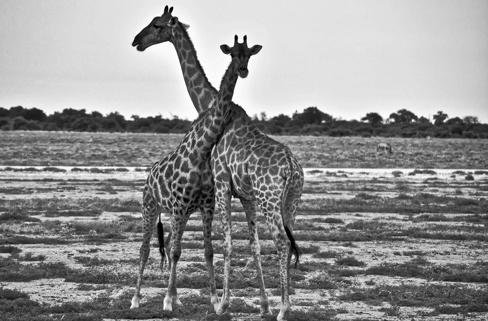 Valentinstag bei Giraffen